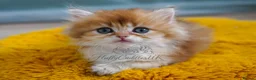 British Longhair cats for sale: TICA Exceptional Pedigree Golden British Kittens - Advert 12