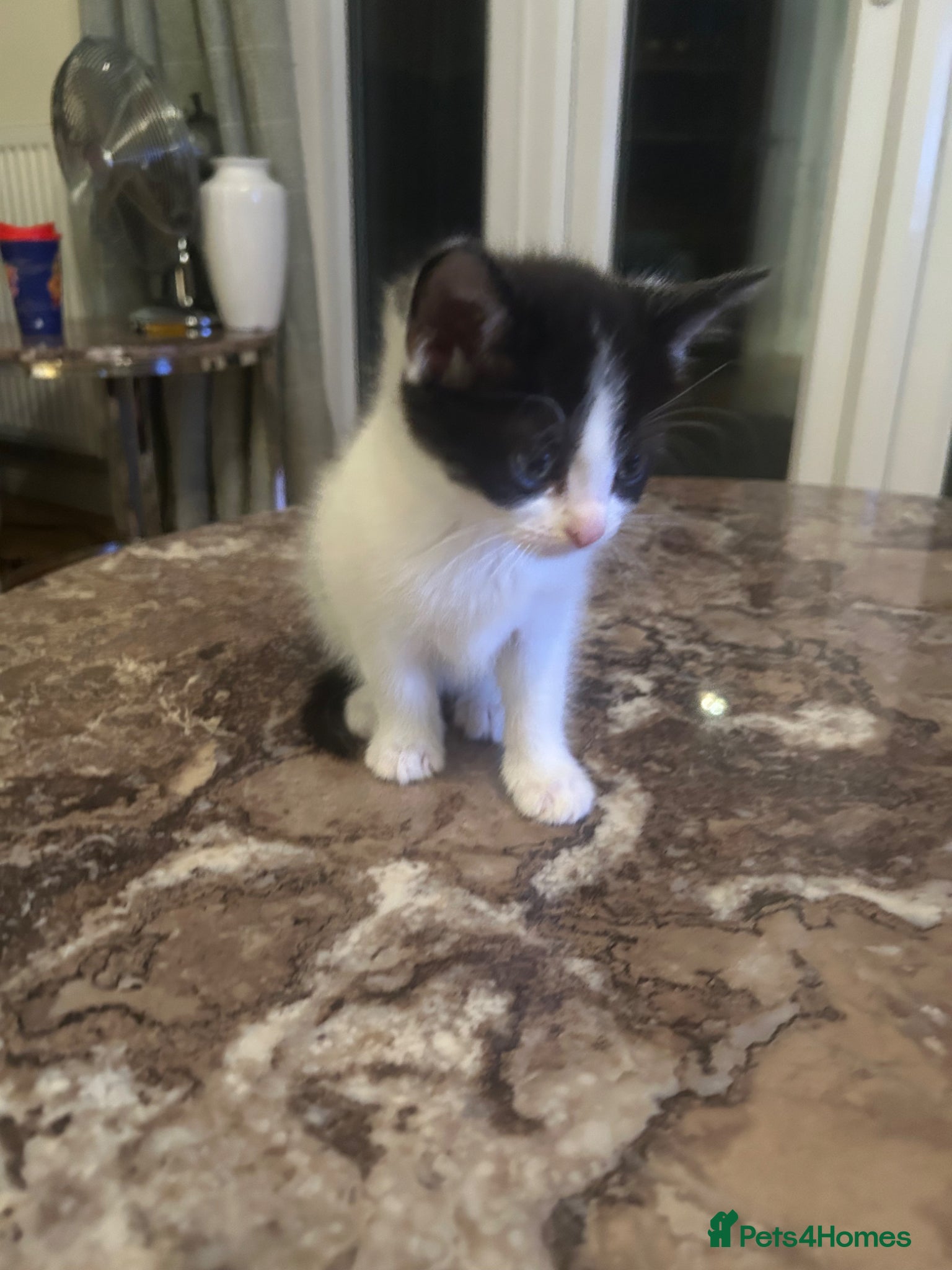 Mixed Breed cats Extreemely fluffy black and white - Advert 11