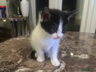 Mixed Breed cats Extreemely fluffy black and white - Advert 1