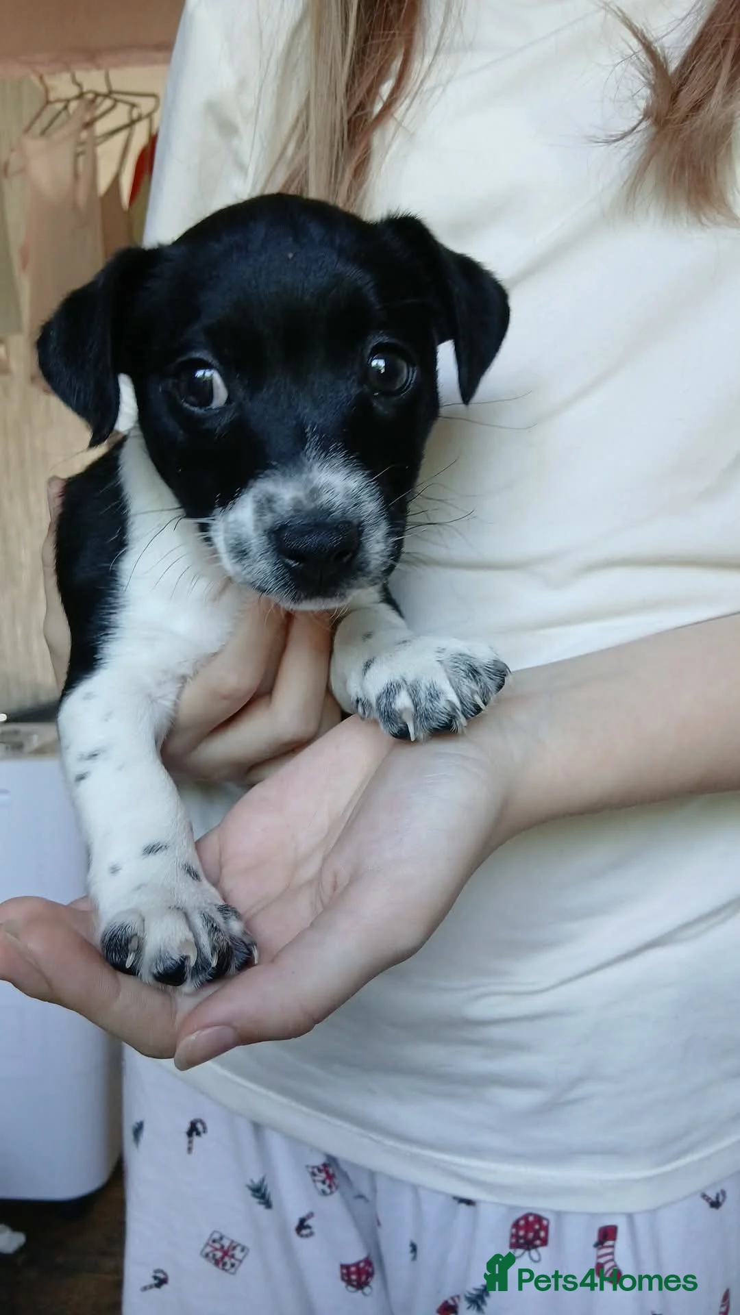 Mixed Breed dogs for sale: Prodominantly jack russell quater patterdale  - Advert 1