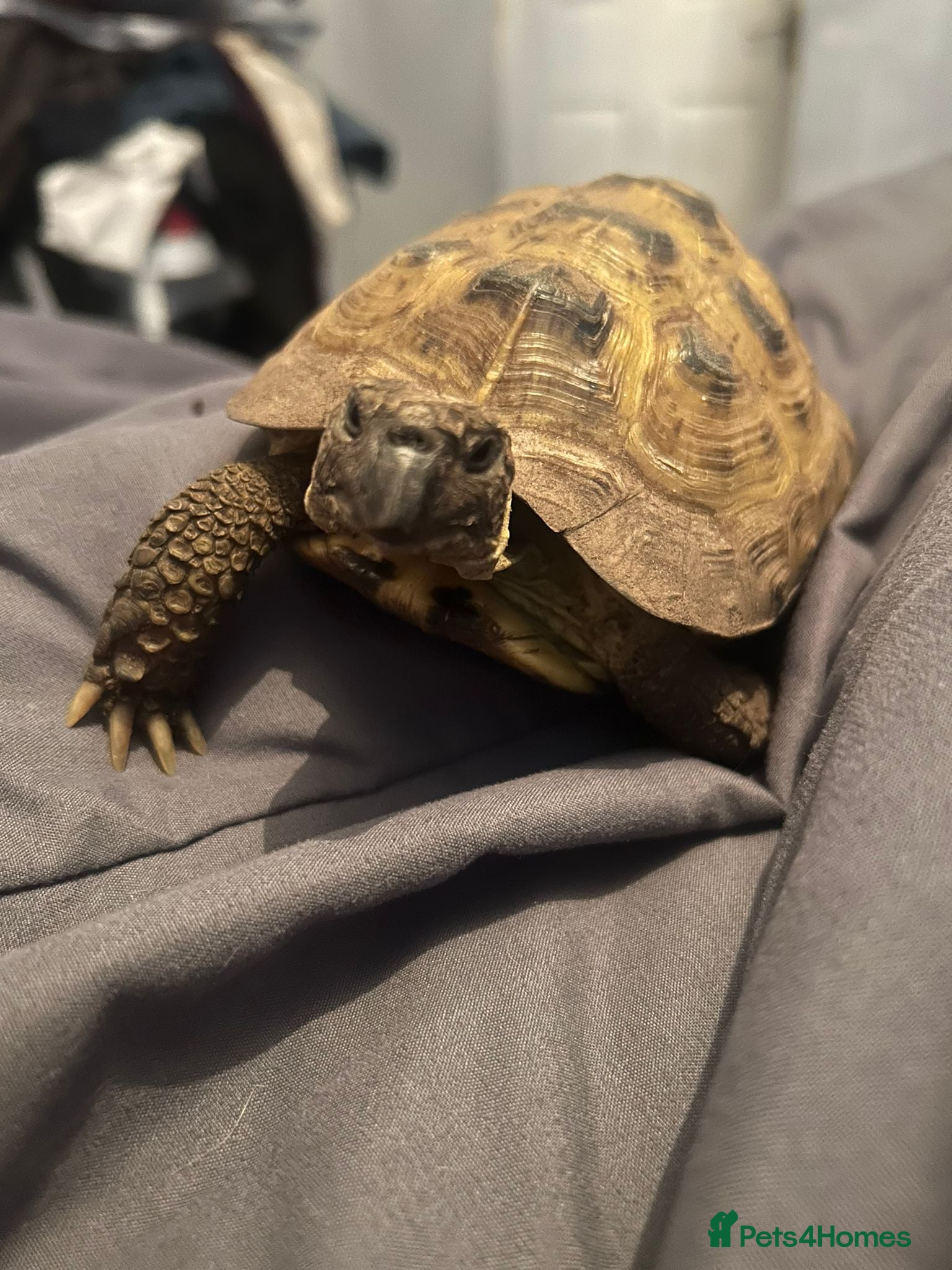 Tortoise reptiles Tortoise - Advert 18