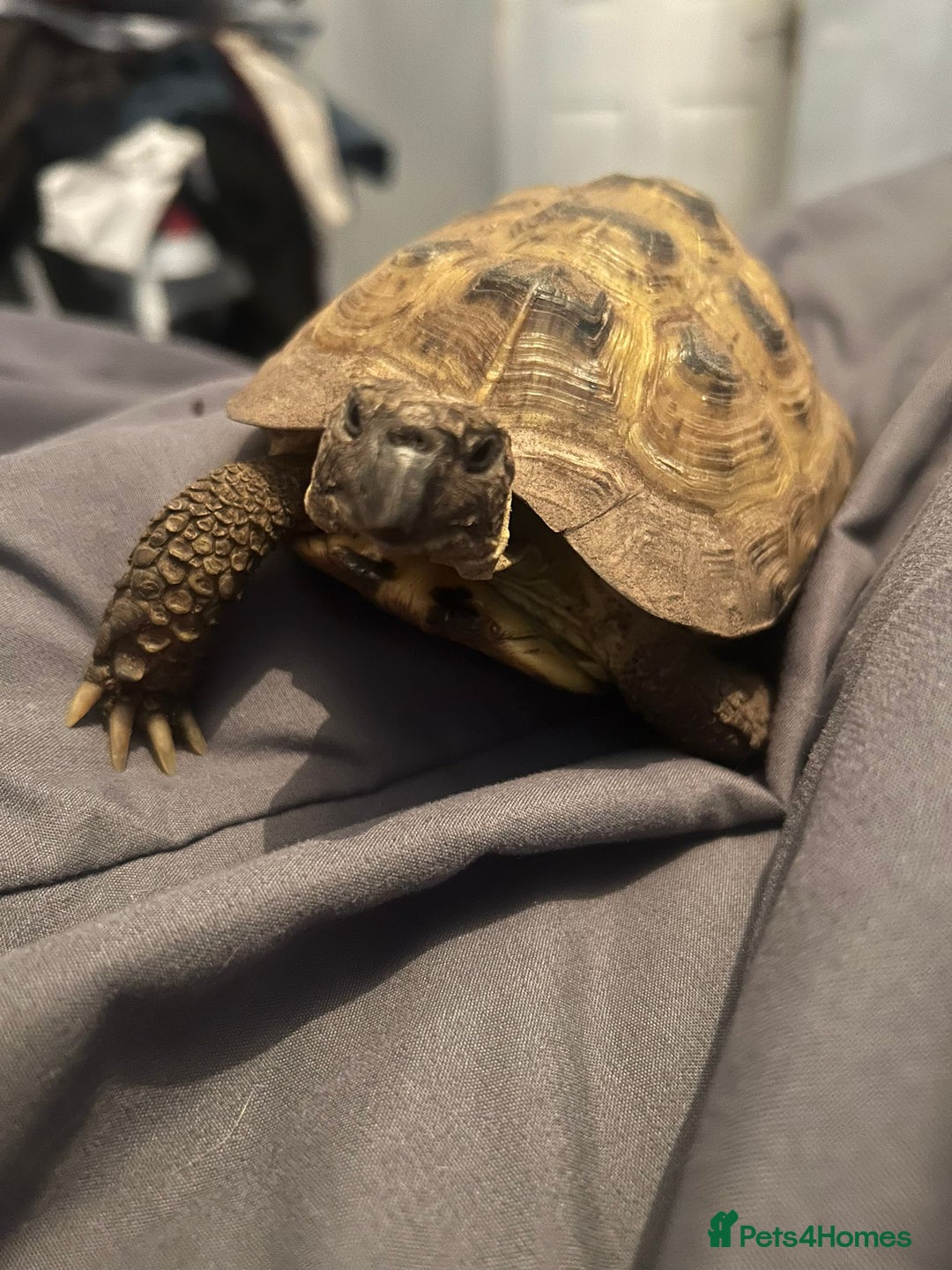 Tortoise reptiles for sale: Tortoise x 2 males - Advert 1