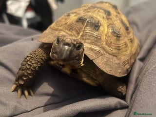 Tortoise reptiles Tortoise x 2 males - Advert 1