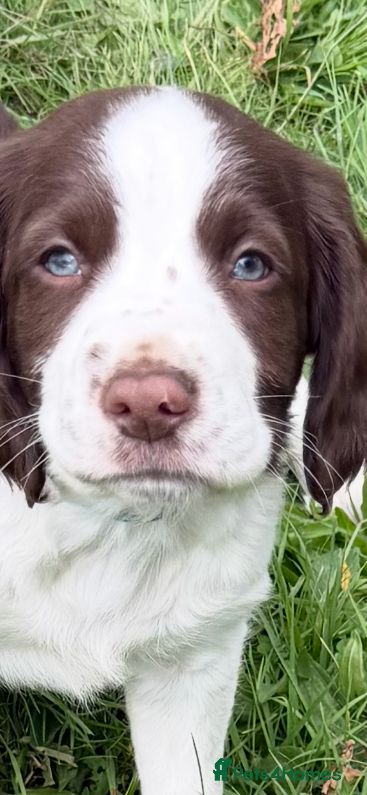 English Springer Spaniel dogs English springer spaniel puppies  - Advert 2