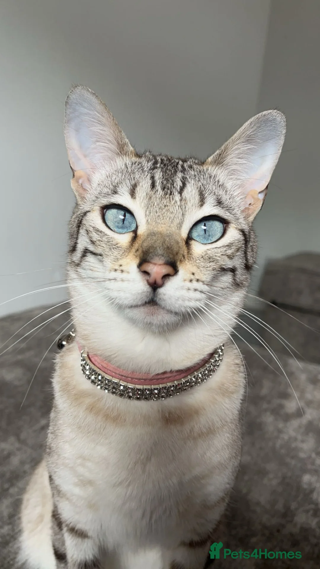 Bengal cats for sale:     Loving Snow Bengal Girl - Advert 1