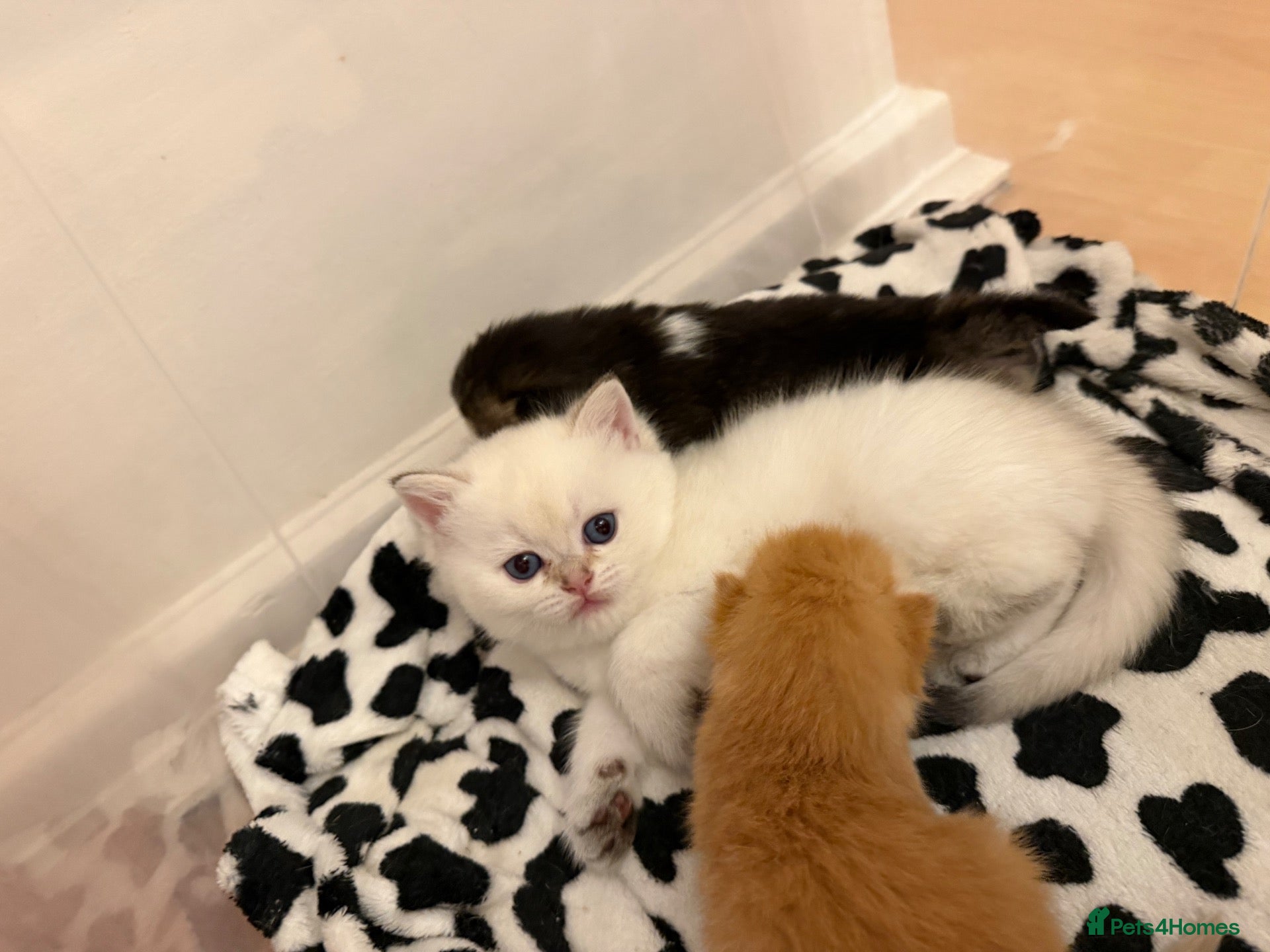 British Longhair cats  NY12 GOLDENSHADED White colour point  - Advert 19