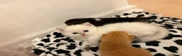 British Longhair cats for sale:  NY12 GOLDENSHADED White colour point  - Advert 23