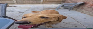 Mixed Breed 1