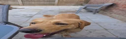Mixed Breed dogs for sale:  labrador × mastiff they are brother and sister - Advert 4