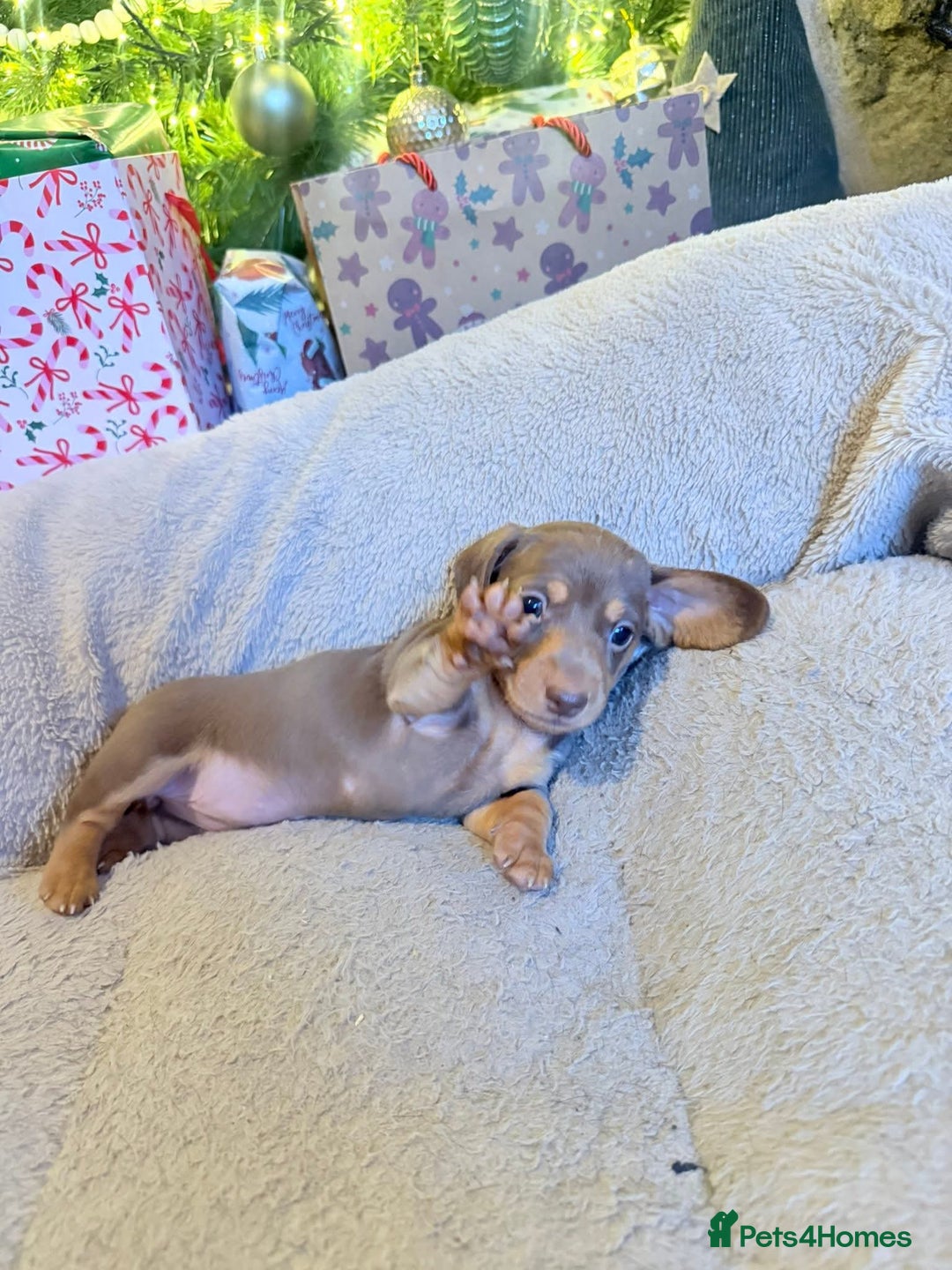 Dachshund dogs for sale: Dachshund puppies - Advert 12