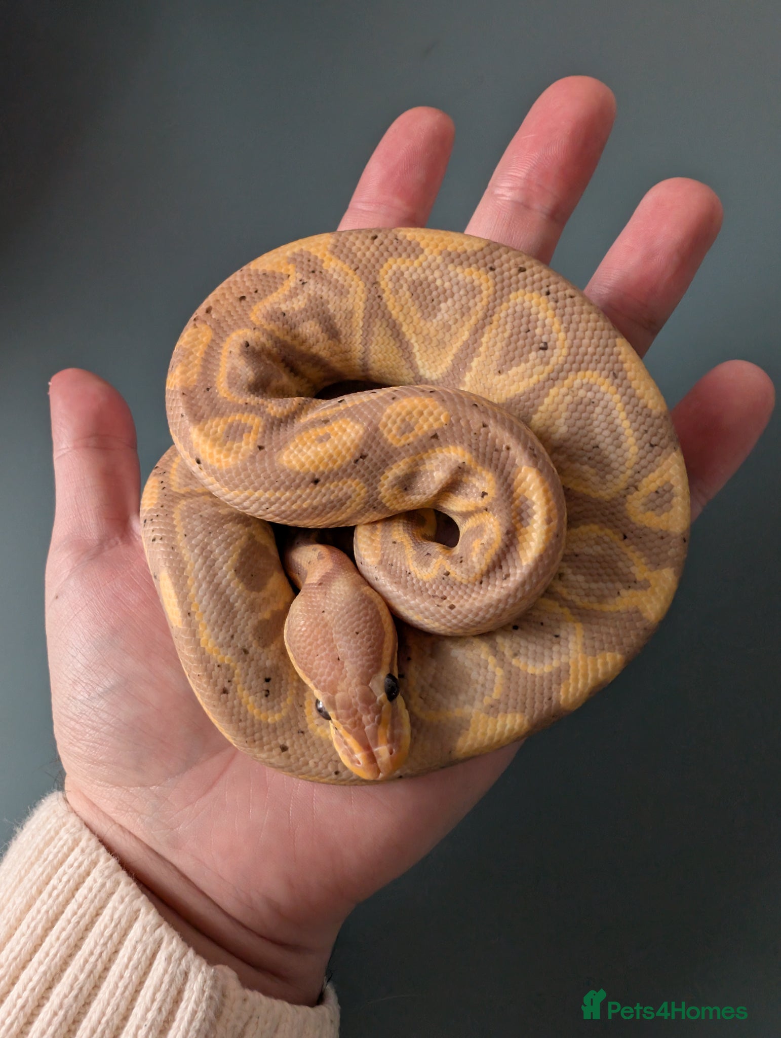 Python Snake reptiles Banana Black Pastel - Advert 1