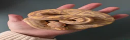 Python Snake reptiles for sale: Banana Black Pastel - Advert 1