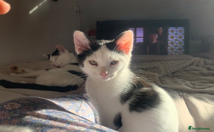 Mixed Breed cats for sale - Advert 1