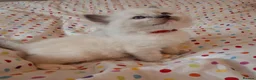 Ragdoll cats for sale: 🐾🤍OUR BEAUTIFUL NEW RAGDOLL–5 GIRLS & 1 BOY 🤍🐾 - Advert 7