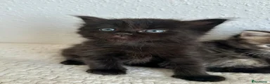 Ragnar