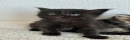 Siberian cats for sale: Beautiful Siberian Kittens - Advert 9