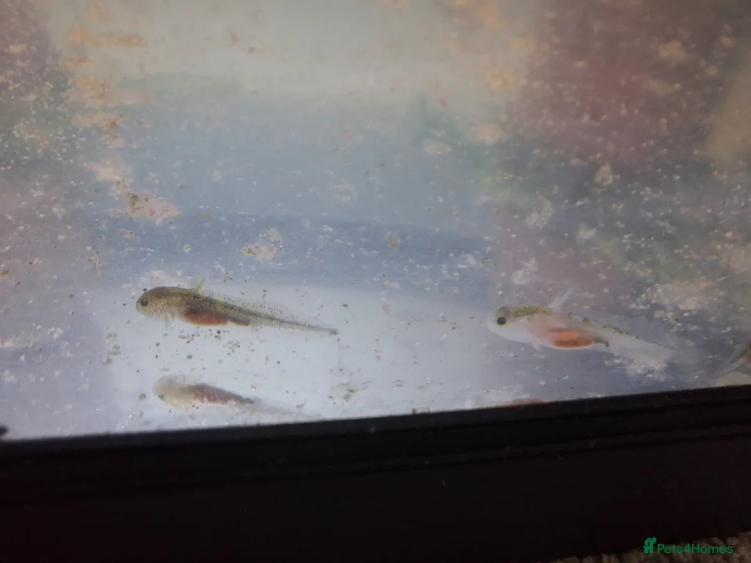 Other/Mixed Breed fish for sale: Baby axolotl  in Budleigh Salterton - Advert 1