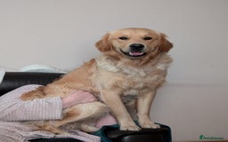 Golden Retriever dogs for stud: Fully Health Tested KC Golden Retriever For Stud in Saltcoats - Image 8