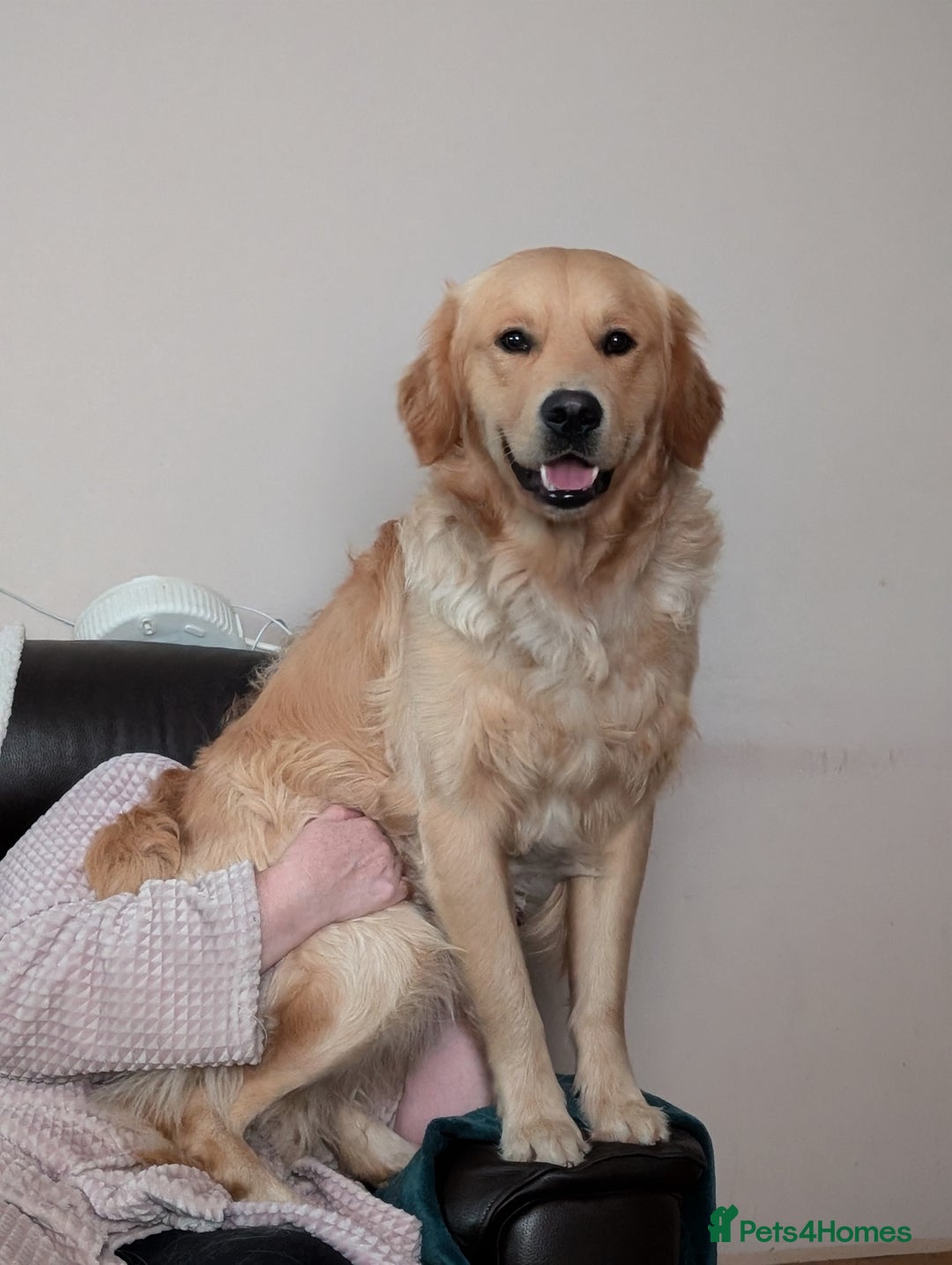 Golden Retriever dogs for stud: Fully Health Tested KC Golden Retriever For Stud in Saltcoats - Image 8