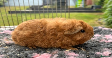 Guinea Pig rodents - Advert 9