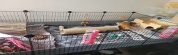 Guinea Pig rodents for sale: 2 male and 3 female guinea pigs in Coalville - Advert 3