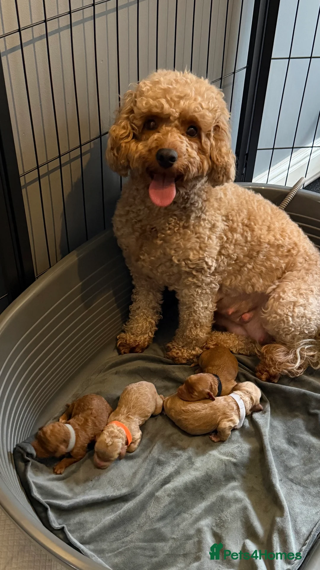 Cockapoo dogs for sale: COCKERPOO GIRLS F2B - Advert 19