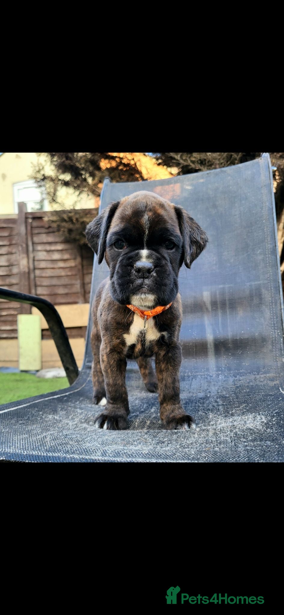 Boxer dogs for sale: Amazing bobtail/ tailed boxer puppy - Advert 1