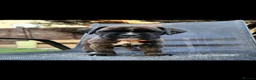 Boxer dogs for sale: Amazing bobtail/ tailed boxer puppy - Advert 3
