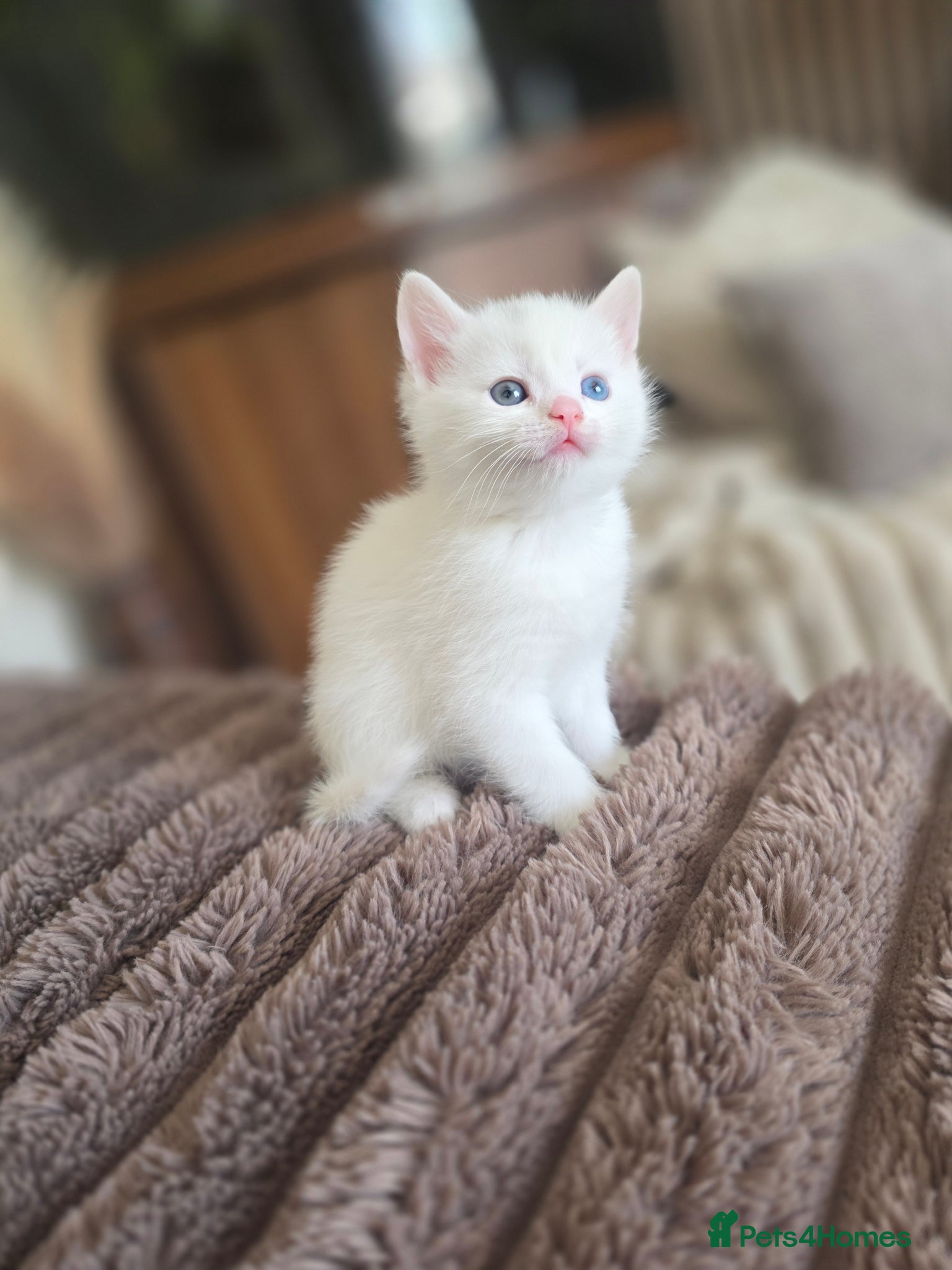Mixed Breed cats beautiful kittens, white blue eyes  ready 16th may - Advert 9