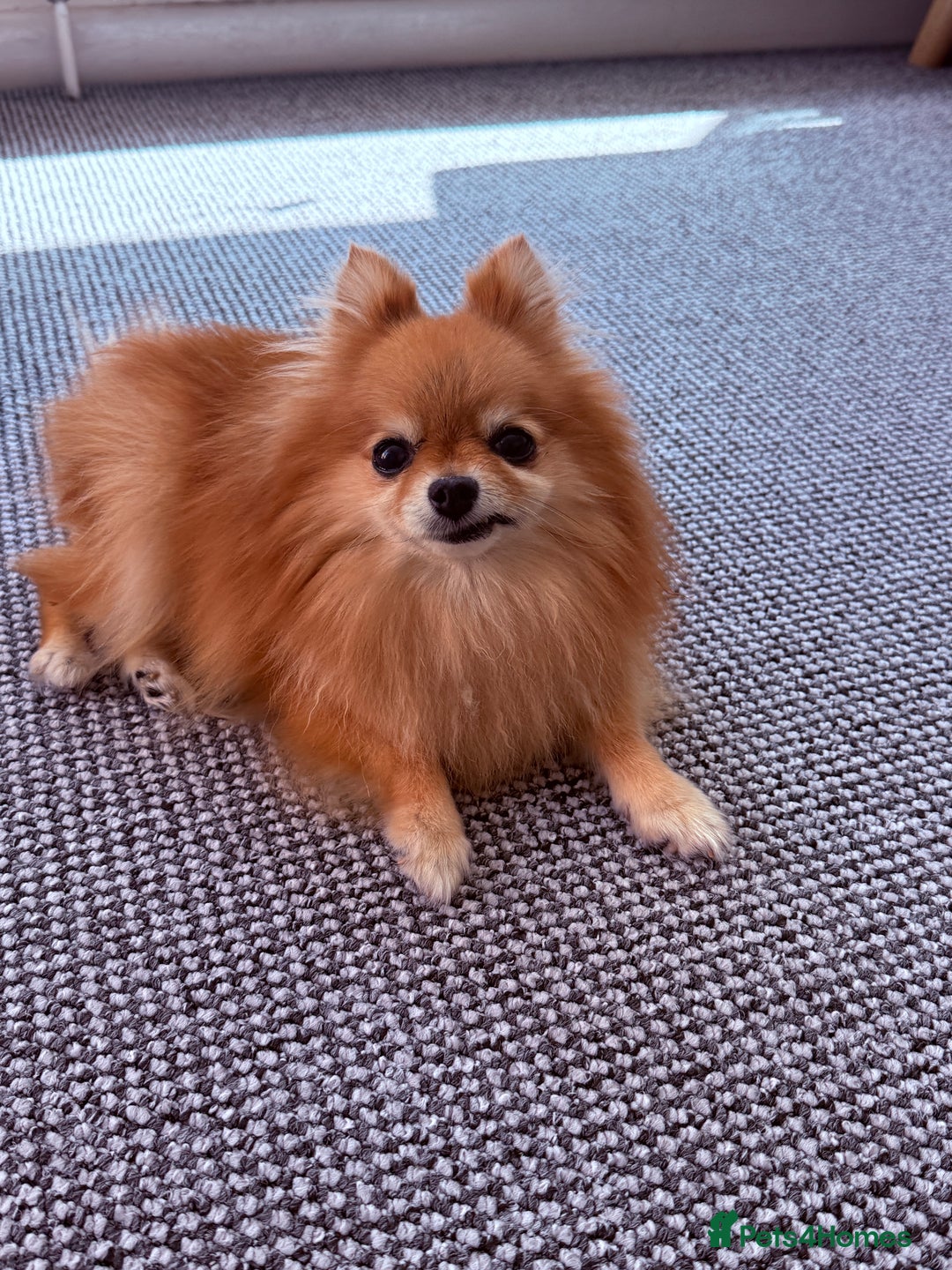 Pomeranian dogs for sale: Pomeranian  - Advert 3