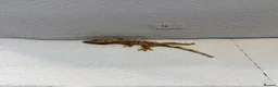Gecko reptiles for sale: Baby crested geckos  - Advert 10