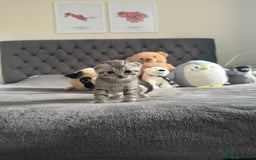 Scottish Fold cats for sale: Adorable playful scottish fold kittens  - Image 2