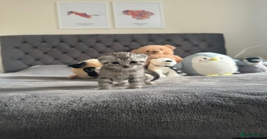 Scottish Fold cats - Advert 1