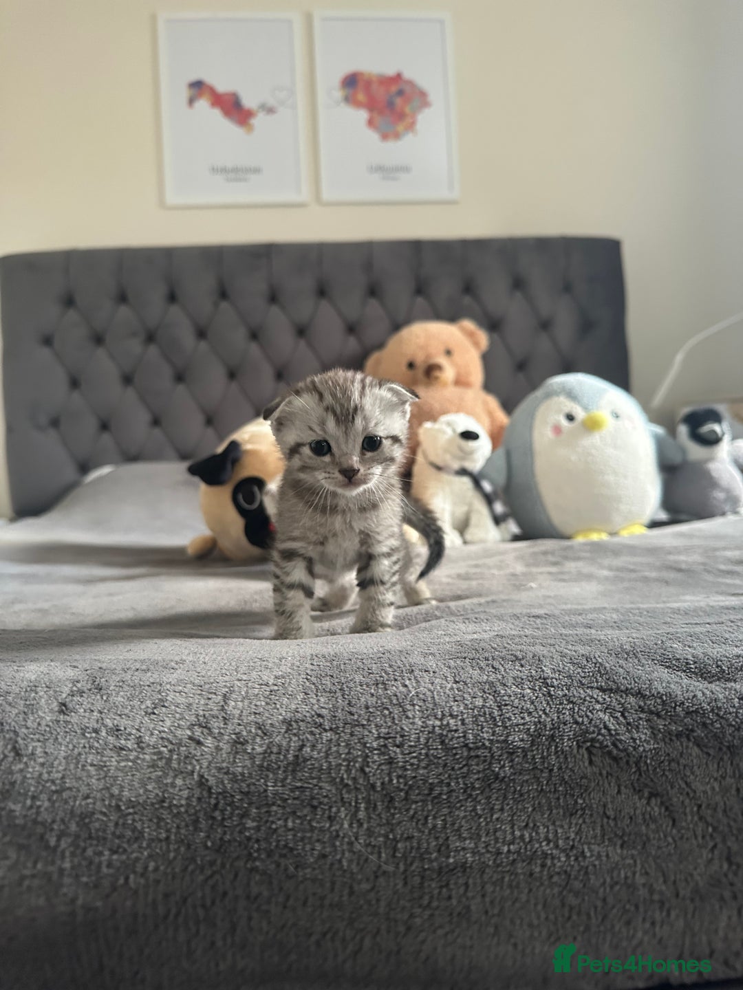 Scottish Fold cats for sale: Adorable playful scottish fold kittens  - Image 2
