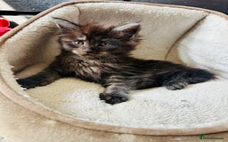 Maine Coon cats for sale: Mainecoon kittens  - Image 4