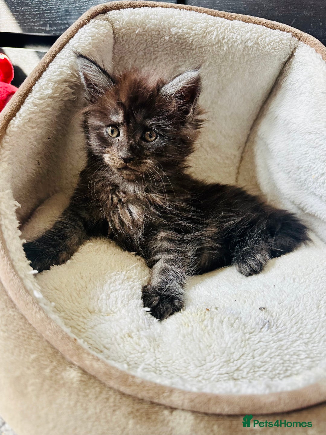 Maine Coon cats for sale: Mainecoon kittens  - Image 4