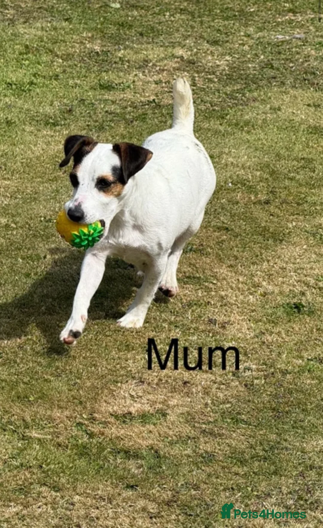 Mixed Breed dogs for sale: CockerJacks Cocker Spaniel /Jack Russell MALE pups - Advert 6