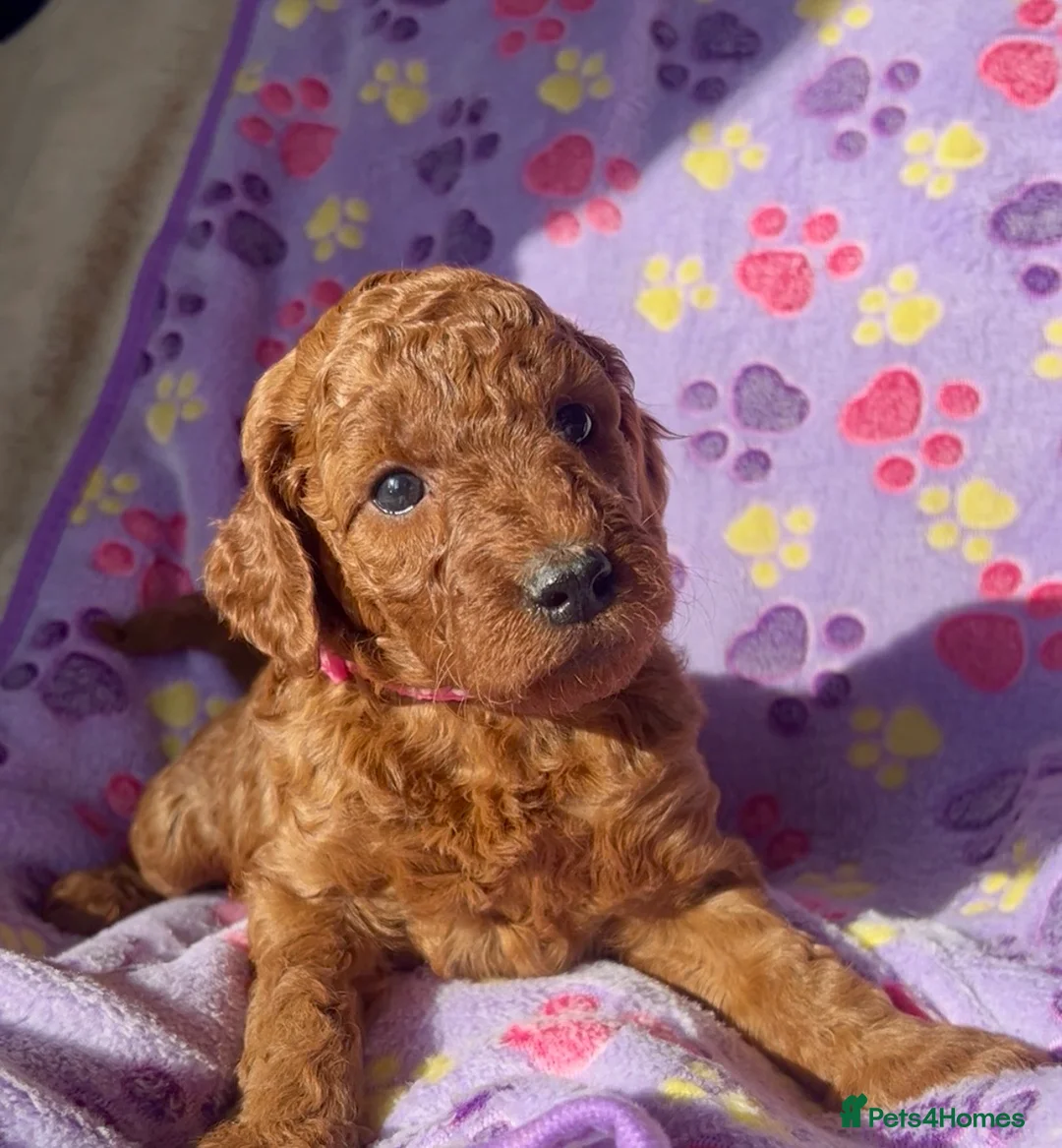 Irish Doodle dogs for sale: F1B Miniature Irishdoodles fully tested parents  - Advert 2