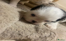 Mixed Breed dogs for sale: Female Border Terrier X ShitZu  - Image 6