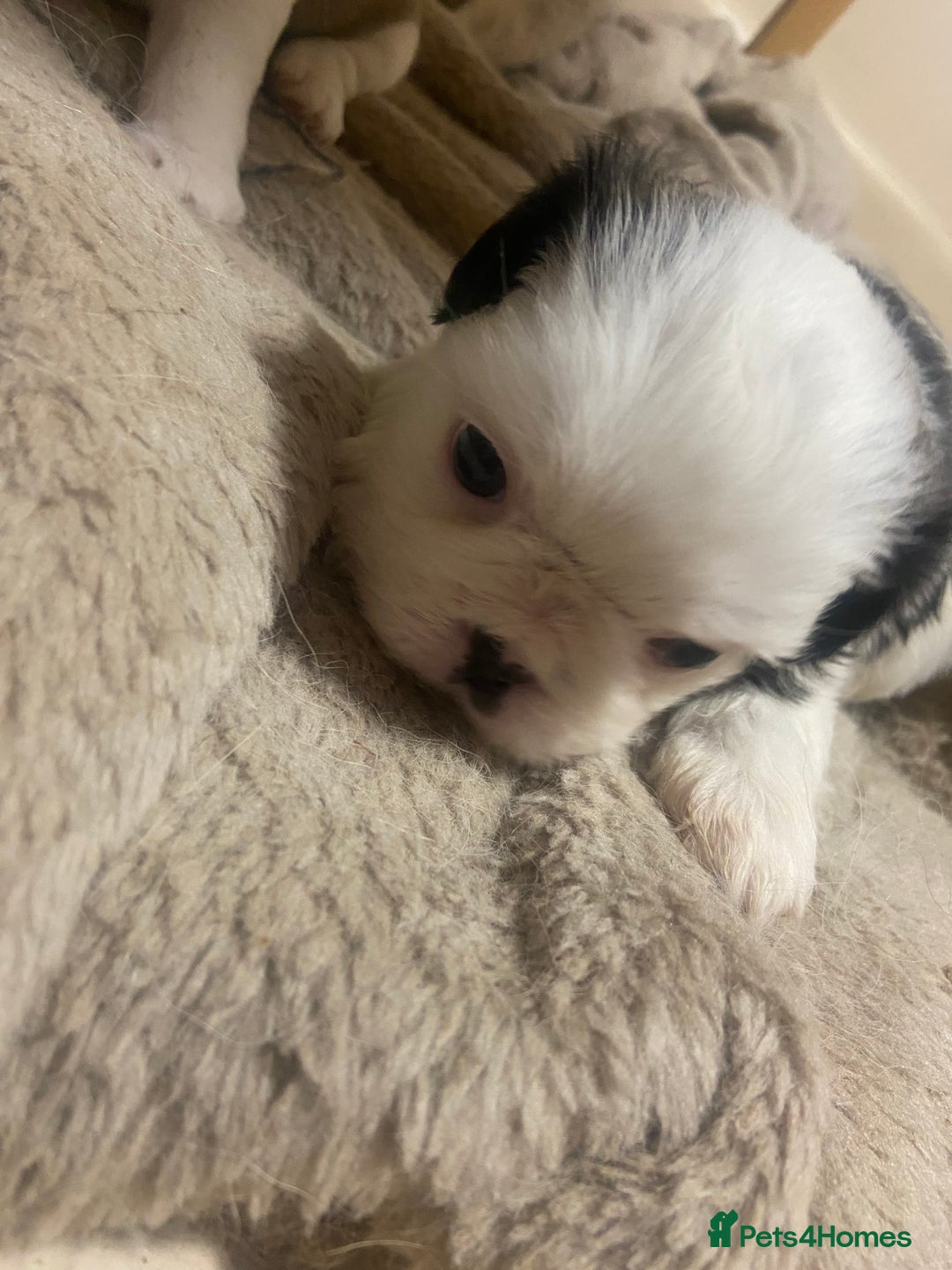 Mixed Breed dogs for sale: Female Border Terrier X ShitZu  - Image 6