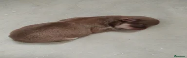 Chihuahua 4