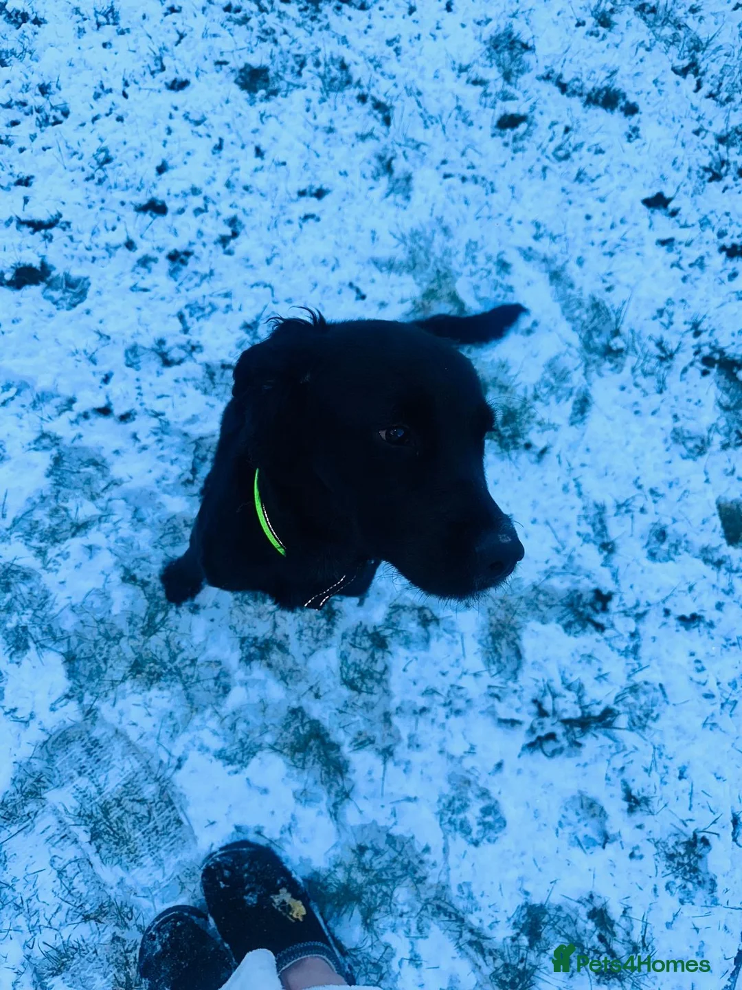 Mixed Breed dogs for sale: Re-home my Labrador  - Advert 4