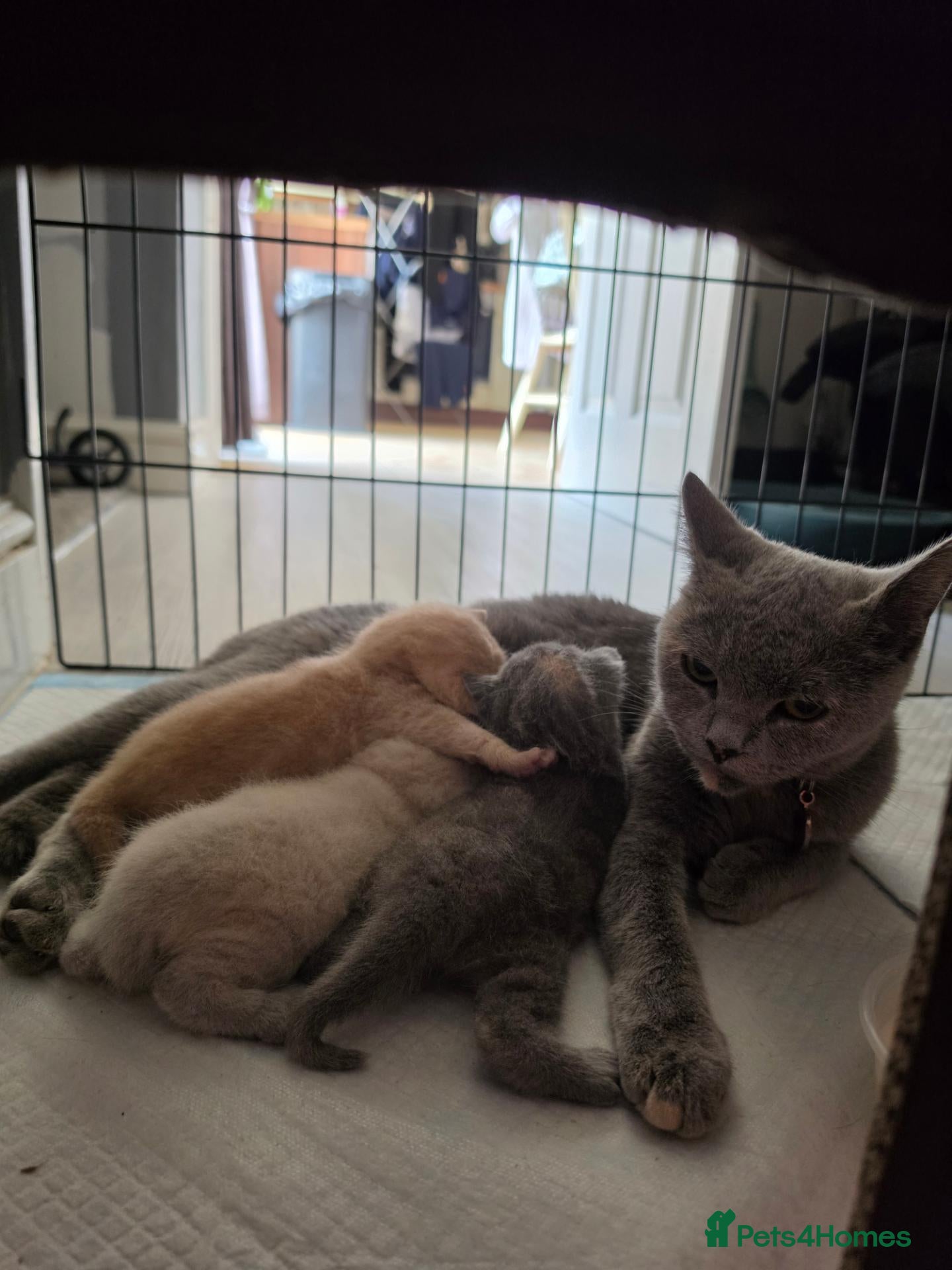 Mixed Breed cats 3x female kittens  - Advert 17