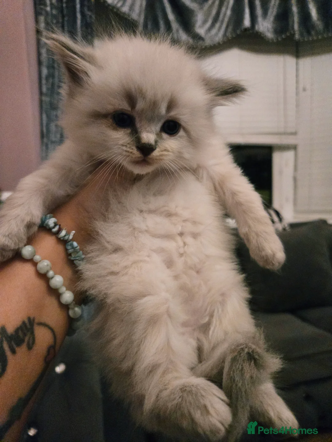 Ragdoll cats for sale: Seven gorgeous purebred ragdoll mitted kittens  - Advert 30