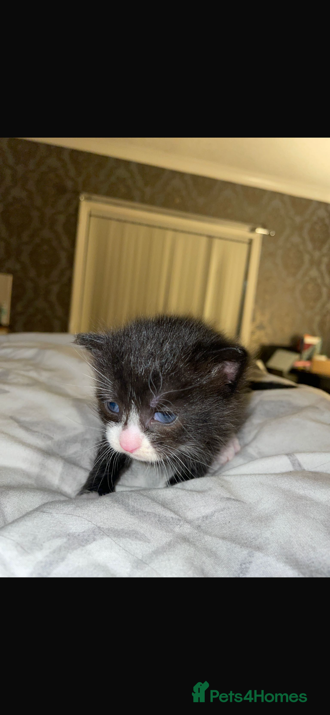 Mixed Breed cats for sale: 2 mix breed cats for sale (rare colours) tuxedo  - Advert 10