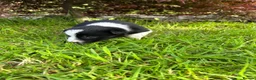 Border Collie dogs for sale: Adorable Border Collie puppies  - Advert 5
