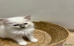 Ragdoll cats for sale: Beautiful litter of Ragdoll baby’s! 🐱🤍🐱 - Image 6