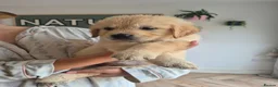 Golden Retriever dogs for sale: KC Registered Puppies - 2 x Girls Available - Advert 9