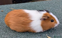 Guinea Pig rodents for sale: 3 Male Guinea Pigs  - Image 5