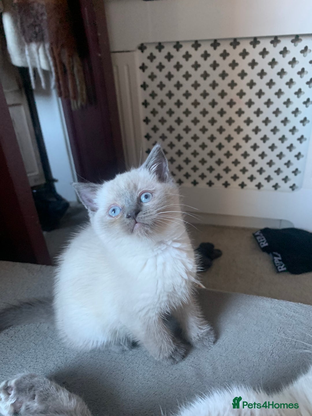 Persian cats for sale: cute 9wk old adorable bundle of joy Persian kitten - Advert 22
